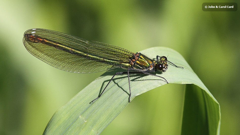 J01_2681 Calopteryx splendens female.JPG